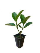 Sweet Viburnum Odoratissimum | 20 Live Plants | Evergreen Privacy Hedge