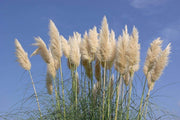 Pampas Grass | Large Gallon Size Plant | Cortaderia Selloana | Live Flowering Ornamental Foliage