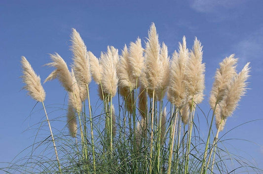 Pampas Grass | Large Gallon Size Plant | Cortaderia Selloana | Live Flowering Ornamental Foliage