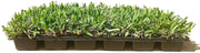 St. Augustine 'Seville' Sod | Live Plugs | Drought, Salt & Shade Tolerant Turf Grass