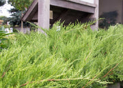 Juniper Kallay | Live Gallon Size Plant | Juniperus Chinensis | Drought Tolerant Cold Hardy Evergreen Groundcover