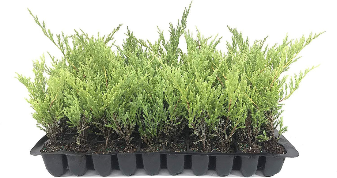 Juniper Andorra Compacta | Live Plants | Juniperus Horizontalis | Drought Tolerant Cold Hardy Evergreen Ground Cover