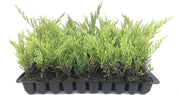 Juniper Andorra Compacta | Live Plants | Juniperus Horizontalis | Drought Tolerant Cold Hardy Evergreen Ground Cover
