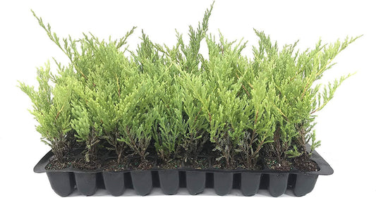 Juniper Andorra Compacta | Live Plants | Juniperus Horizontalis | Drought Tolerant Cold Hardy Evergreen Ground Cover