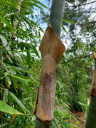 Graceful Bambusa Nutans Bongkhai Ever Bamboo | Large Gallon Size Plant | Fast|Growing Privacy Screen | Hardy & Lush Outdoor Greenery