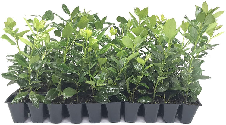 Nellie R. Stevens Holly - Live Plants - Evergreen Privacy Trees