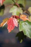 Red Maple Tree | Live Trees | Acer rubrum | Native American Beauty Fast|Growing Shade Tree | Fall Foliage Wildlife|Friendly Habitat