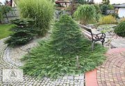 Prince of Wales Juniper | 15 Live Plants | Drought Tolerant Cold Hardy Evergreen Ground Cover
