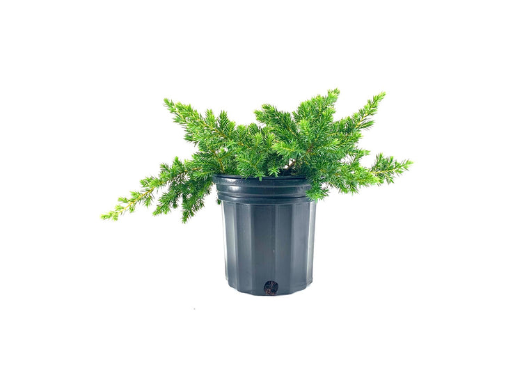 Blue Pacific Shore Juniper | Live Gallon Size Plant | Juniperus Conferta | Evergreen Cold Hardy Drought Tolerant Groundcover
