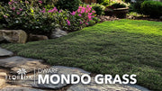 Dwarf Mondo Grass | Live Plants | Ophiopogon Japonicus Nana | Lush Ground Cover | Shade Loving Low Maintenance Garden Solution | Ideal for Landscaping and Borders | Hardy and Evergreen