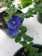 Beach Bum Blue I Large Gallon Size Plants I Evolvulus Glomeratus I Live Low|Maintenance, Drought|Resistant, Ideal for Coastal Gardens
