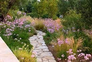 Society Garlic | Large Gallon Size Plants I Tulbaghia Violacea I Live Fragrant Purple Blooms & Edible Leaves, Easy|Care, Drought|Resistant Outdoor Herb