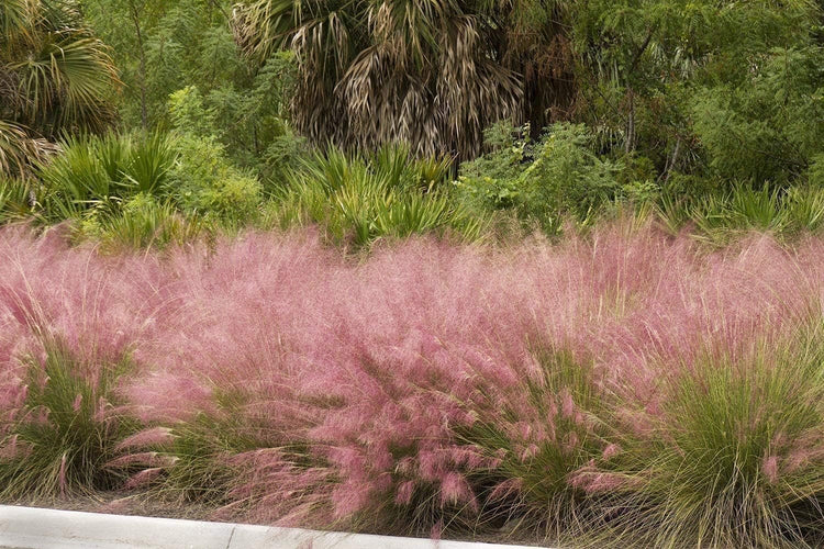 Muhly Grass | Live 4 Inch Pots | Muhlenbergia Capillaris | Ideal for Natural Landscaping | Easy|Care & Drought Tolerant Plants | Beautiful Pink Plumes