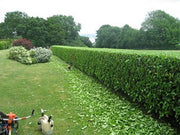 Viburnum Odoratissimum | Extra Large 3 Gallon Plant | Sweet Viburnum | Fast|Growing Privacy Hedge | Fragrant Flowers