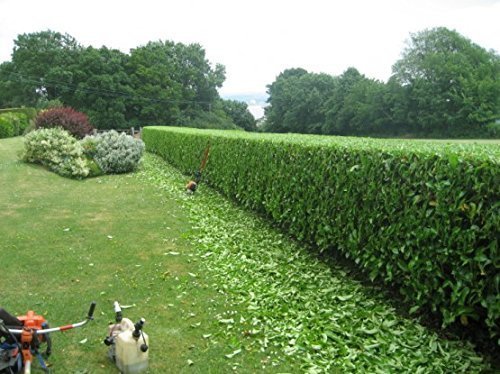 Viburnum Odoratissimum | Extra Large 3 Gallon Plant | Sweet Viburnum | Fast|Growing Privacy Hedge | Fragrant Flowers
