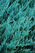 Juniper Blue Chip | Live Gallon Size Plants | Juniperus Horizontalis | Evergreen Cold Hardy Drought Tolerant Groundcover