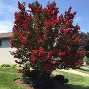 Crape Myrtle Dynamite Red | Live Plants | Vivid Red Blooms & Hardy Growth, Live Plant, Ornamental Shrub for Striking Garden Display