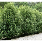 Pittosporum Green | Extra Large 3 Gallon Plants | Pittosporum Tobira | Lush Privacy Hedge | Easy|Care Landscape