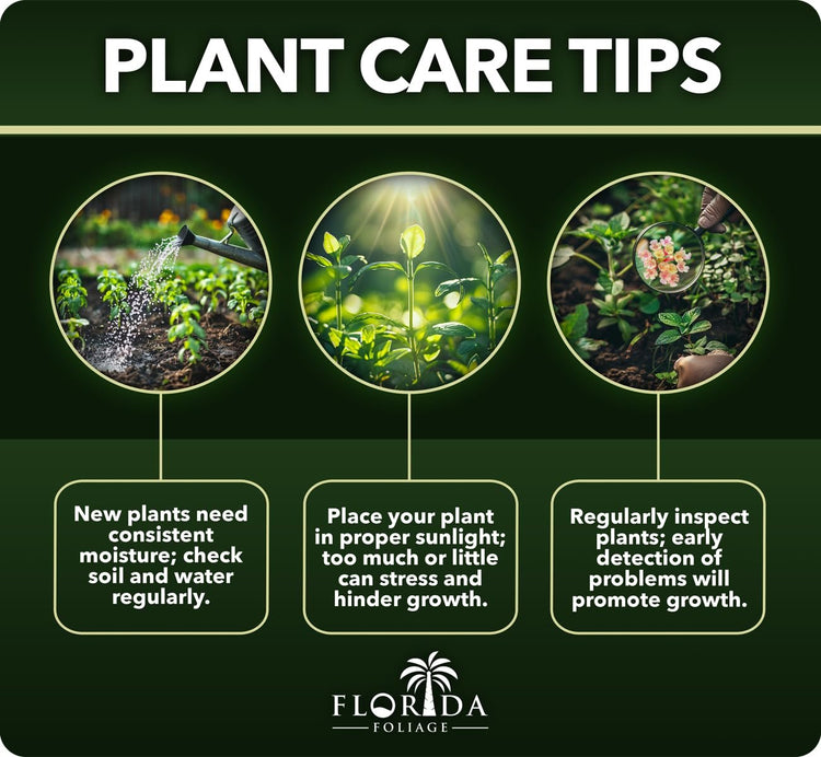 Tri Color Dwarf Oyster Plant | Tropical Plants | Florida Foliage