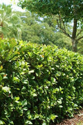 Viburnum Suspensum | Extra Large 3 Gallon Plants | Sandankwa Viburnum | Dense Evergreen Hedge | Year|Round Greenery