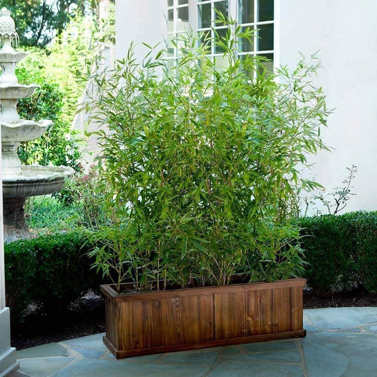 Golden Hedge Bamboo | Extra Large 3 Gallon Plants | Bambusa Multiplex | Clumping Non|Invasive Screening Live Bamboo