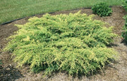 Gold Star Juniper | Live Plants | Juniperus Chinensis | Drought Tolerant Cold Hardy Evergreen Ground Cover