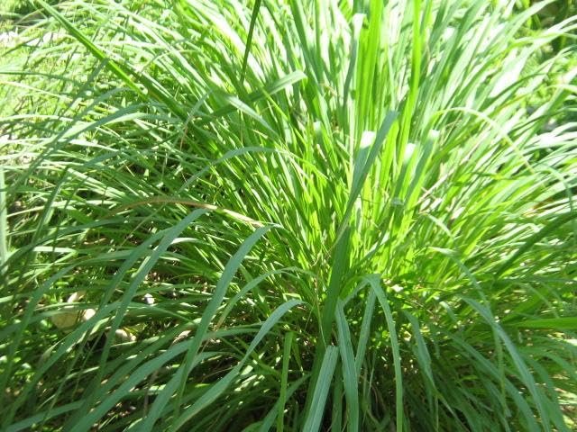 Cymbopogon Nardus Citronella Grass | Live Plants | Perfect for Outdoor Gardens and Patio Decor, Easy|to|Grow Aromatic Plant