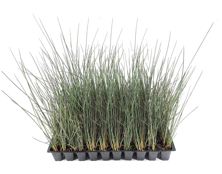 Blue Arrows Rush Grass | Juncus Inflexus | Live Plants | Drought Tolerant Low Maintenance