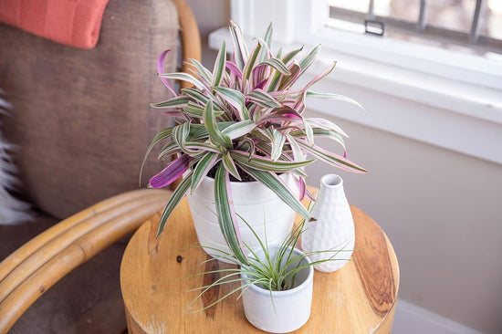 oyster plant care indoors Tri Color Dwarf Oyster Plant | Tropical Plants