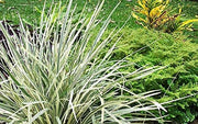 Aztec Grass | Live Quart Size Plants | Variegated Liriope | Ophiopogon Intermedius Argenteomarginatus