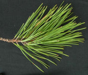 Virginia Pine | Live Trees | Scrub Spruce Pine | Pinus Virginiana | Unique Evergreen Specimen Planting
