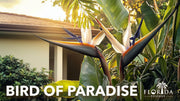 Orange Bird of Paradise | Strelitzia Reginae | Live Plants | Tropical Perennial Blooming Specimen