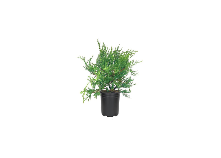 Juniper Sea Spray | Live 4 Inch Pot | Juniperus Chinensis | Drought Tolerant Cold Hardy Evergreen Groundcover Plants