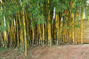 Bambusa Vulgaris Vittata | Live Plant | Golden Hawaiian Bamboo | Beautiful Rare Unique Specimen | Non|Invasive Clumping Bamboo Privacy Screen