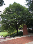 Laurel Oak Tree | Quercus Laurifolia Swamp Oak | Live Plants | Semi|Evergreen Deciduous Shade Tree