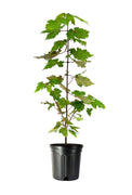Red Maple Tree | Large Gallon Size Pots | Acer Rubrum | Stunning Fall Color for Landscaping | Shade Tree with Vibrant Red Leaves