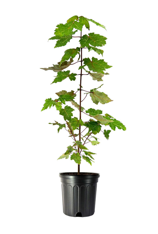 Red Maple Tree | Large Gallon Size Pots | Acer Rubrum | Stunning Fall Color for Landscaping | Shade Tree with Vibrant Red Leaves