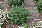 Soft Touch Compact Japanese Holly I Live Quart Size Plants | Dense, Evergreen Shrub Ideal for Low Borders and Decorative Landscaping