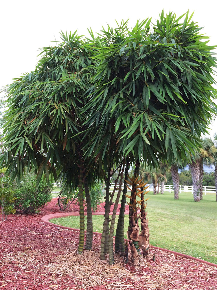 Dwarf Buddha Belly Bamboo | Live Plant | Bambusa Vulgaris Wamin | Beautiful Rare Unique Specimen | Non|Invasive Clumping Bamboo