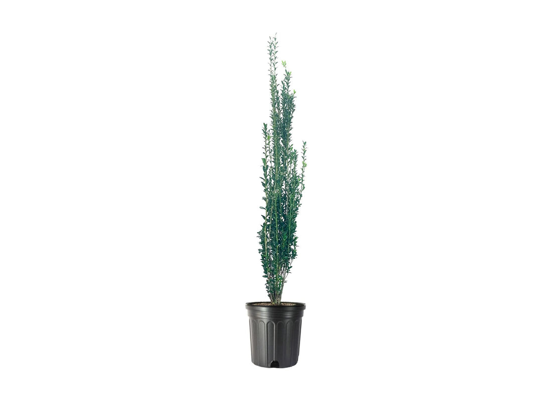 Sky Pencil Japanese Holly | Large 3 Gallon Plants | Low Maintenance Formal Evergreen Ilex Hedge
