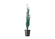 Sky Pencil Japanese Holly | Large 3 Gallon Plants | Low Maintenance Formal Evergreen Ilex Hedge