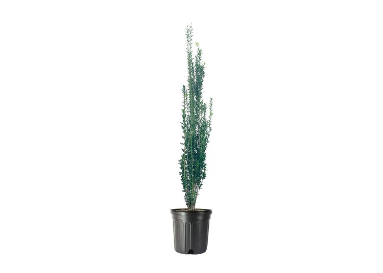 Sky Pencil Japanese Holly | Large 3 Gallon Plants | Low Maintenance Formal Evergreen Ilex Hedge