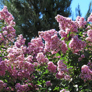 Crape Myrtle Muskogee | Extra Large 3 Gallon Plants | Lagerstroemia Indica | Beautiful Low Maintenance Lavender Blooming Tree