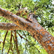 Drake Chinese Elm Tree | Live Plants | Lacebark Elm | Ulmus Parvifolia | Semi|Evergreen Fall Colors Red Purple & Yellow