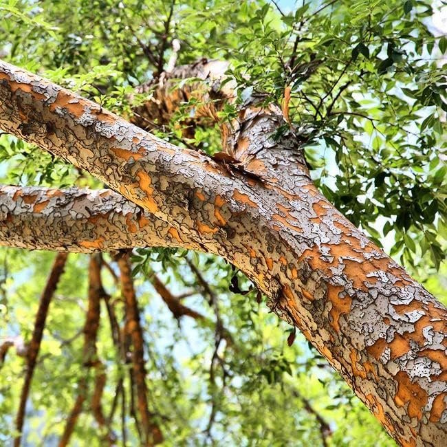 Drake Chinese Elm Tree | Live Plants | Lacebark Elm | Ulmus Parvifolia | Semi|Evergreen Fall Colors Red Purple & Yellow