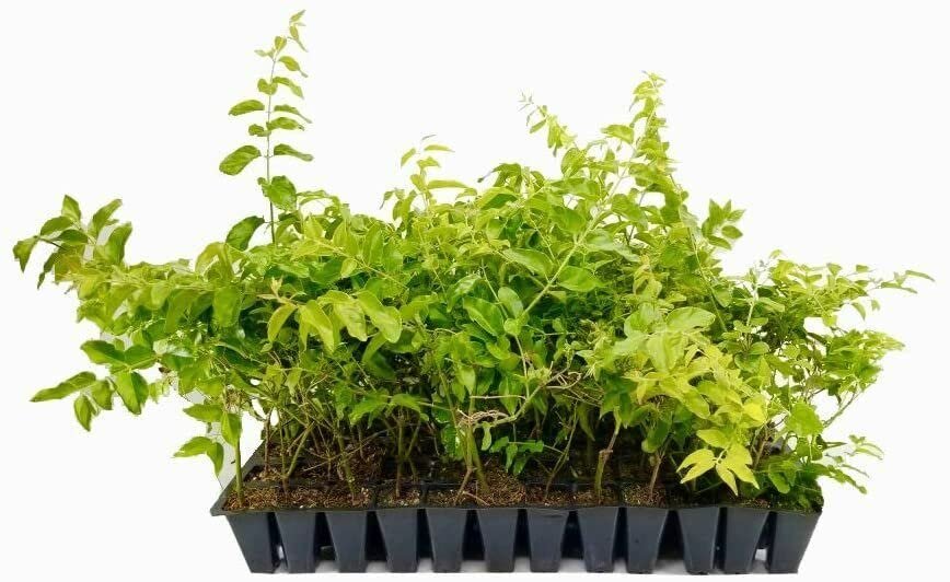 Downy Jasmine | Live Plants | Jasminum Multiflorum | Beautiful Blooming Vine|Like Shrub