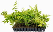 Downy Jasmine | Live Plants | Jasminum Multiflorum | Beautiful Blooming Vine|Like Shrub