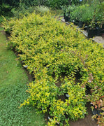 Abelia Francis Mason | Extra Large 3 Gallon Plant | Vibrant & Variegated Foliage, Drought|Tolerant, Low|Maintenance Shrub, Perfect for Landscaping, Borders & Ornamental Gardens