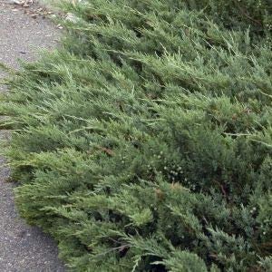 Green Sargent Juniper | Live Plants | Juniperus Chinensis | Drought Tolerant Cold Hardy Evergreen Ground Cover
