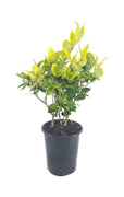 Ligustrum Japonicum Howardi | Live Quart Size Plant | Privet Howardii | Variegated Evergreen Privacy Hedge